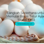 Langkah Sederhana untuk Memulai Bisnis Telur Ayam Modal Kecil