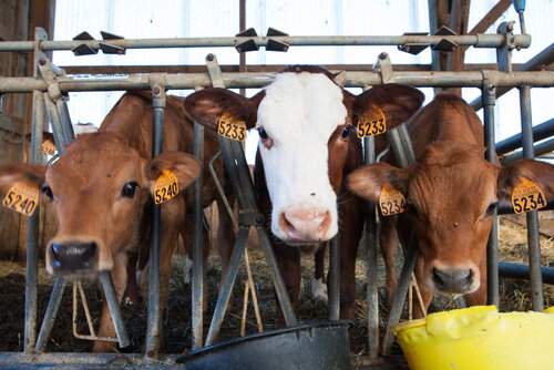 cara pemasaran daging sapi