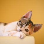 Minyak But-But: Solusi Alami untuk Mengobati Jamur, Luka, dan Masalah Kesehatan Lainnya pada Kucing