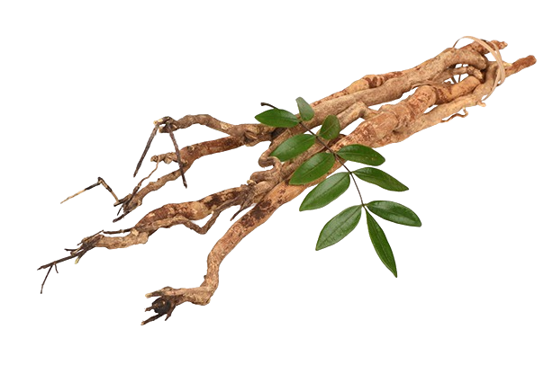 Pasak Bumi (Eurycoma longifolia)