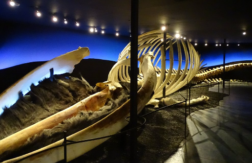 Keindahan Húsavík Whale Museum